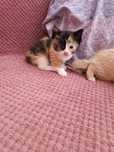 Отдам котят в хорошие руки