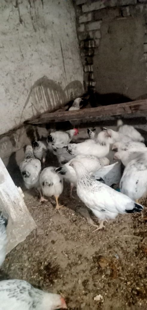 Петушки адлеры на продажу звоните