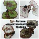 Бегонии декоративнолиственные