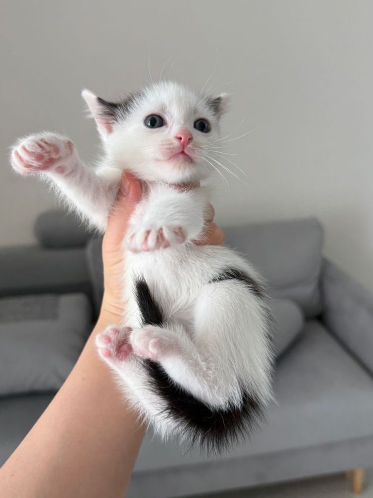 Котенок, котята ищут семью