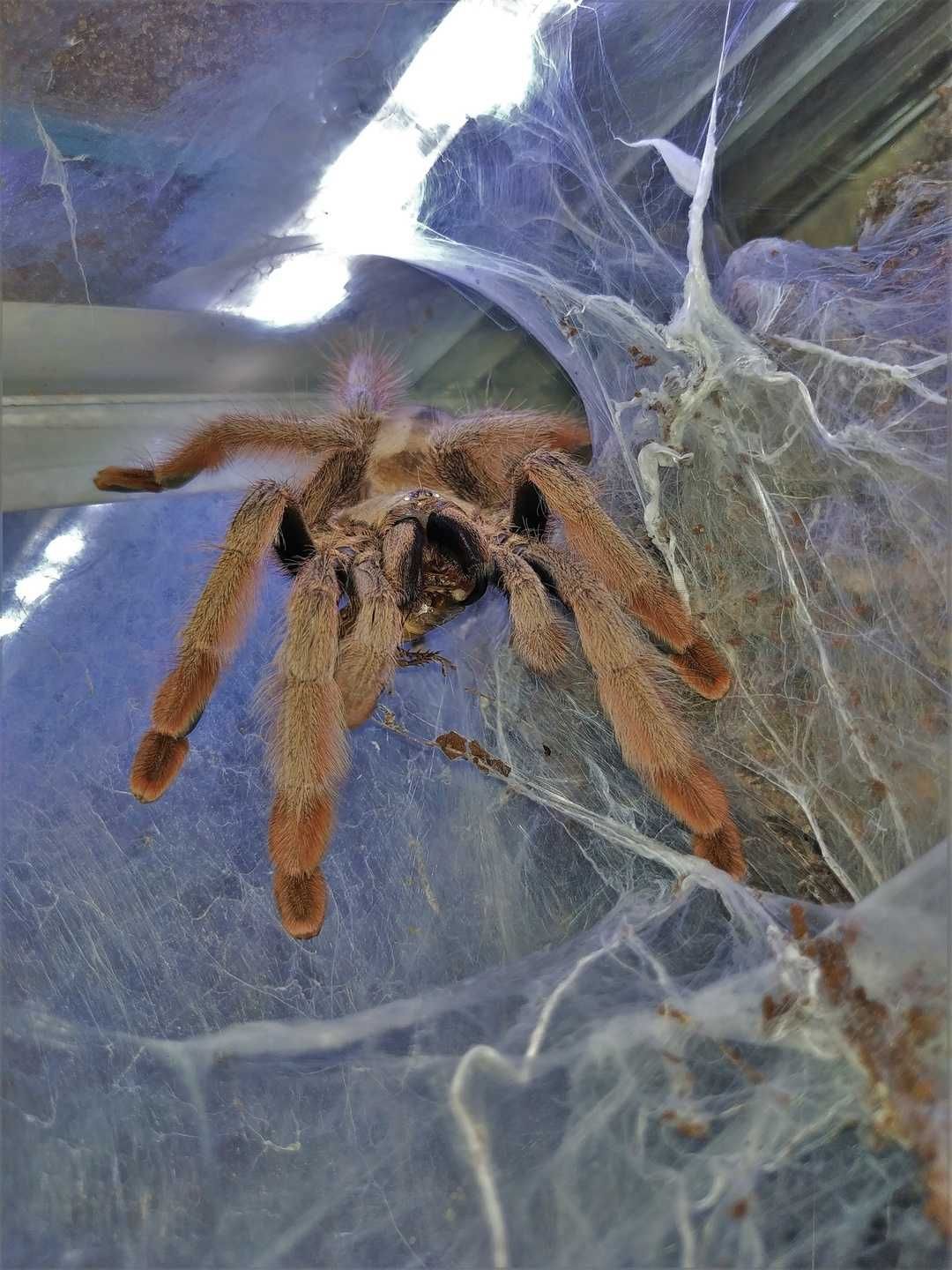 Psalmopoeus pulcher \ Паук-птицеед (Самка)