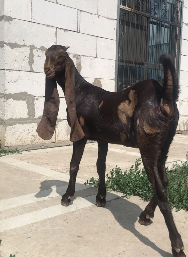 Камори на  продажу