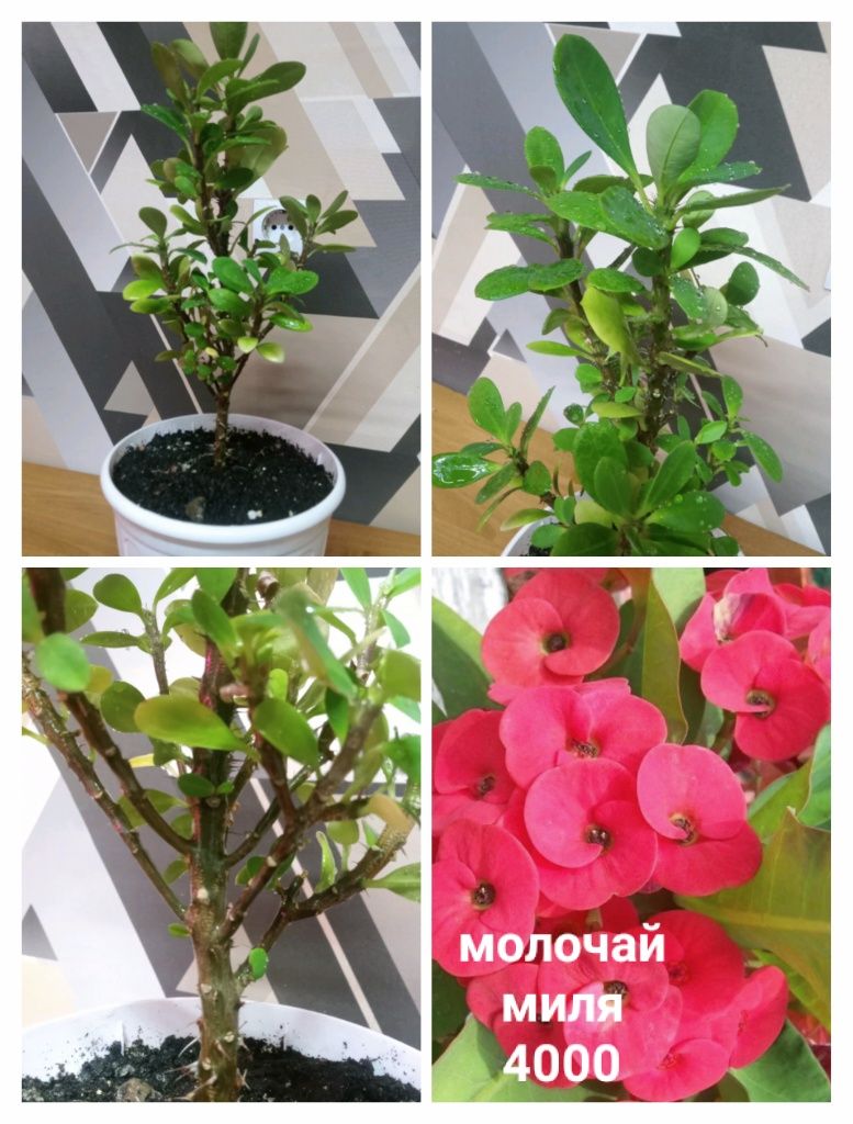 Срочно распрадаю комнатные растения