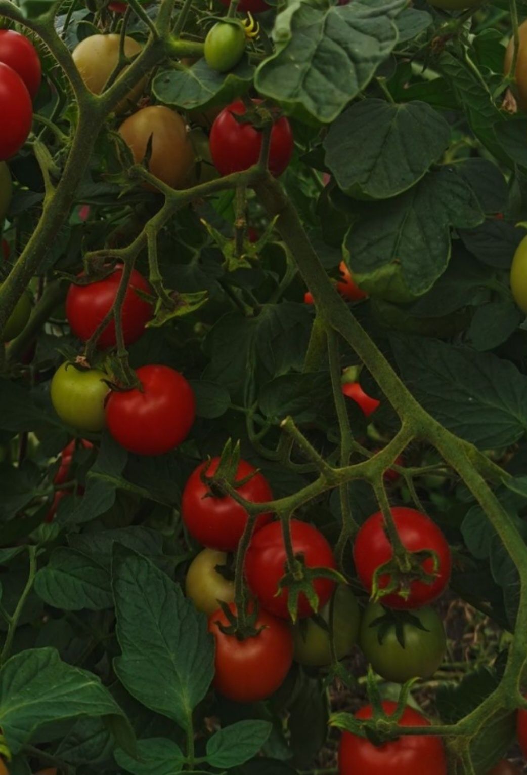 Продам домашние помидоры