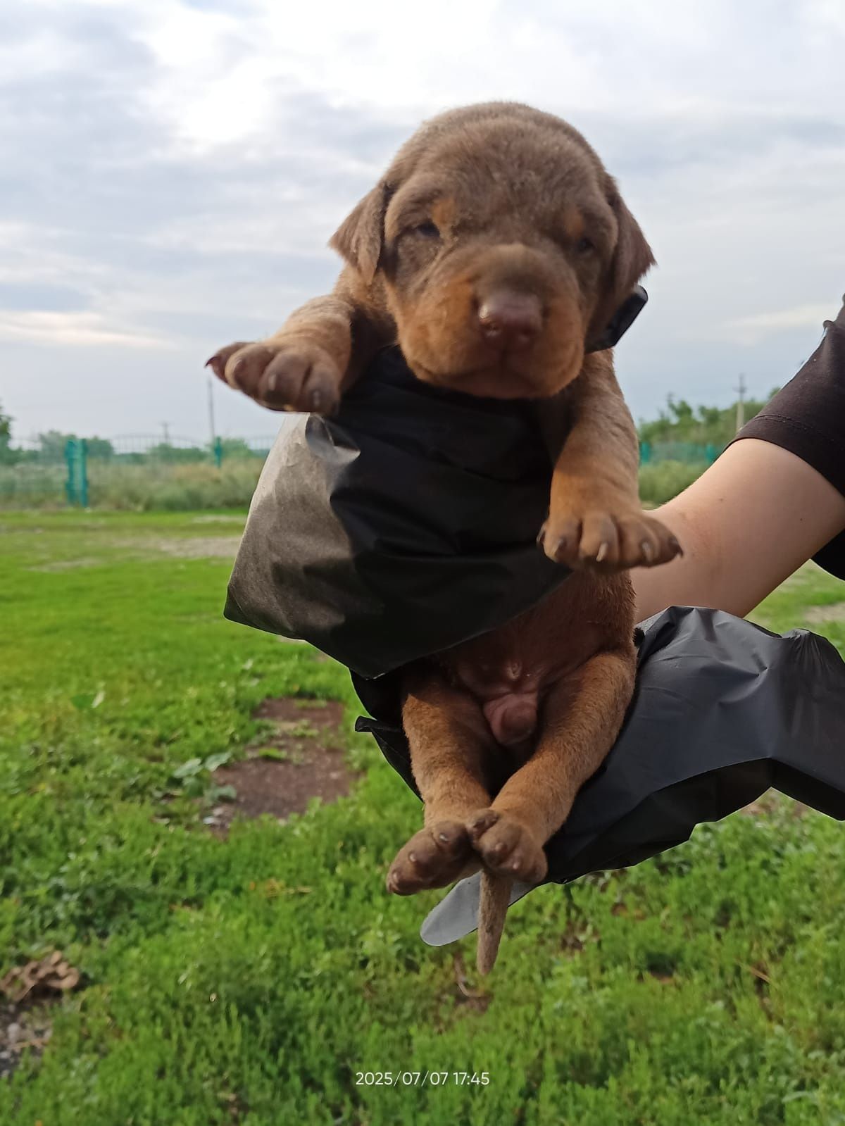 Продам Щенков добермана