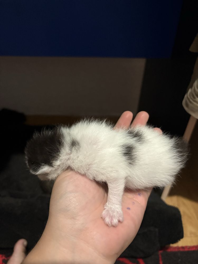 Кошка Котенок котята