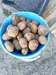 Продам картофель