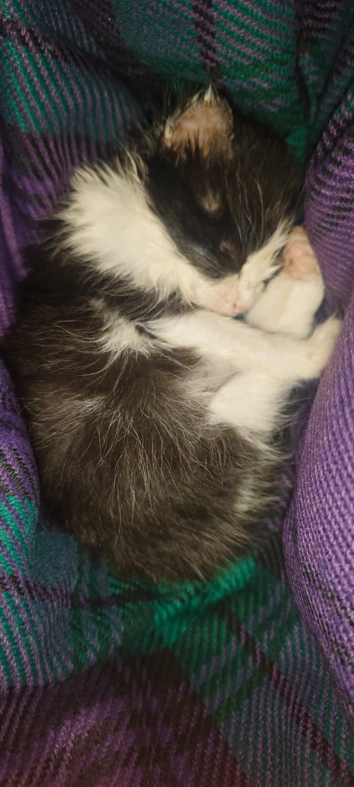 Котята Заботливым ответственным Хозяевам
