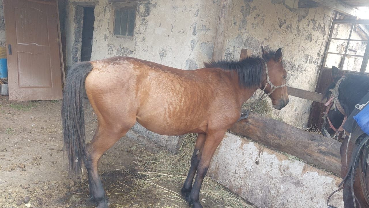 Продаю лошадь кобылку