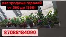 герани комнатные цветы