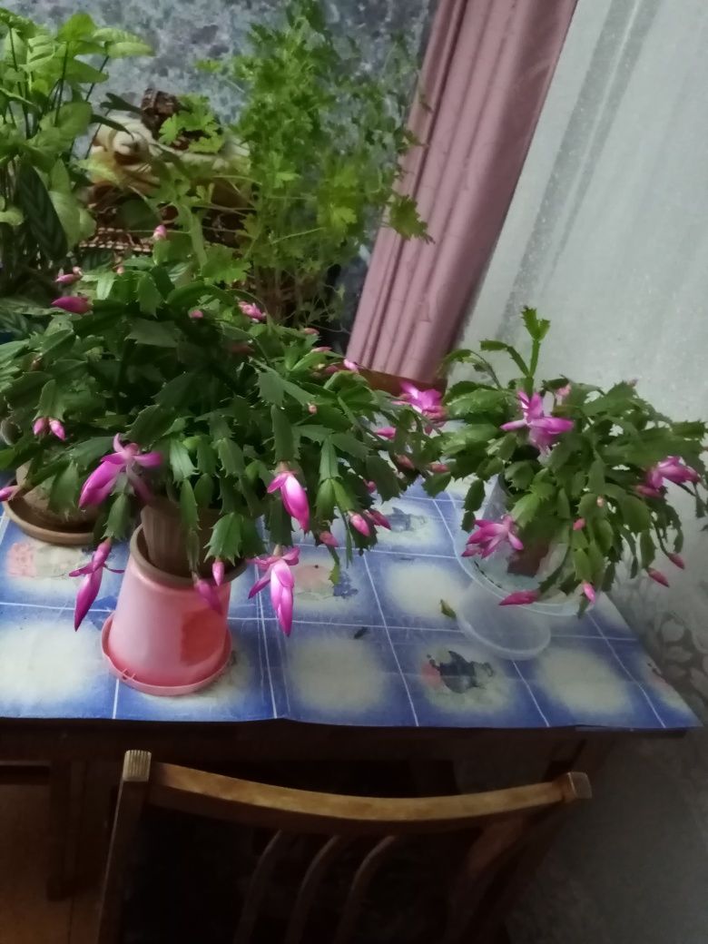 Шлюмбергер цветок комнатный