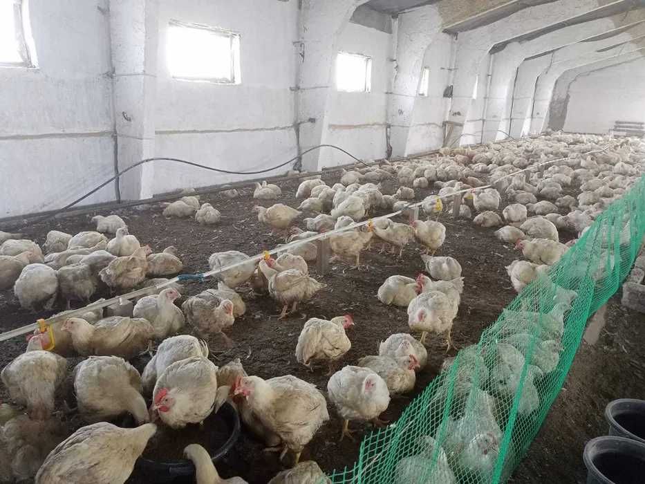 ЖИВОТНОВОДЧЕСКАЯ ФЕРМА. продаем базу. возможна рассрочка