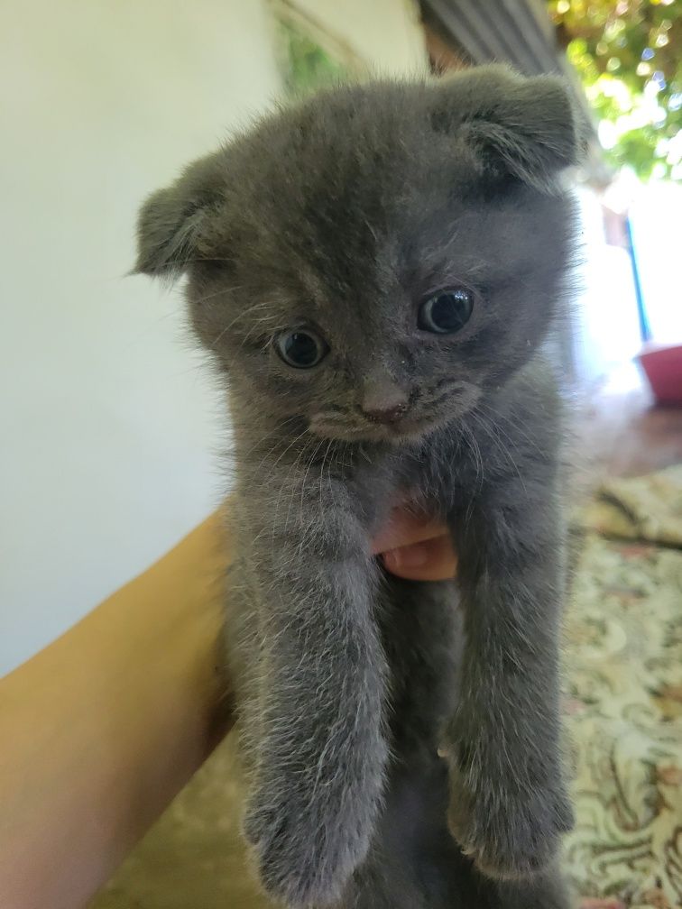 Кошка Шотланская вислоухая