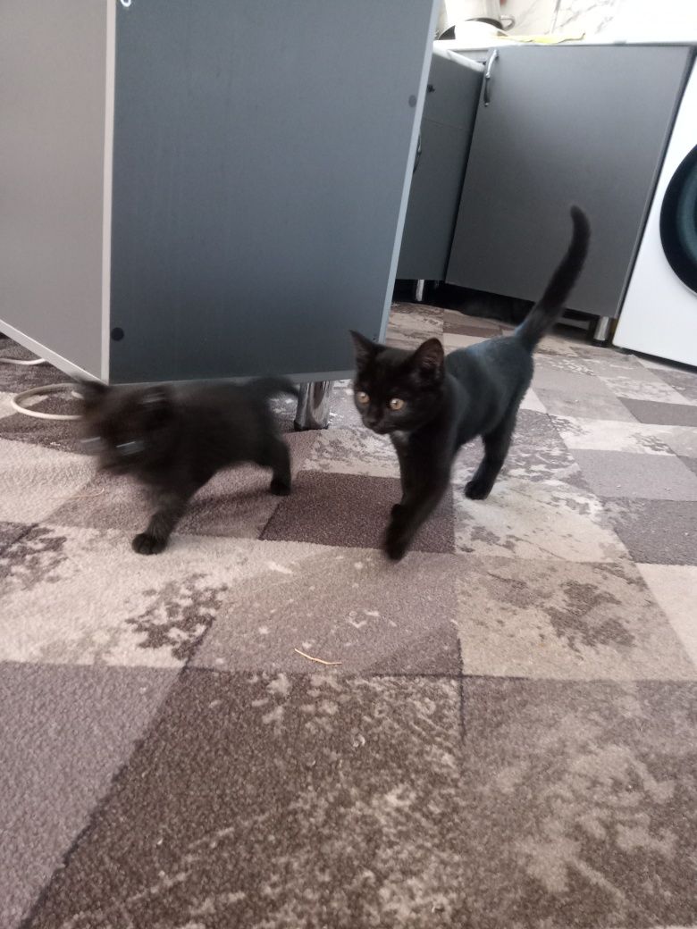 Котята, мальчики