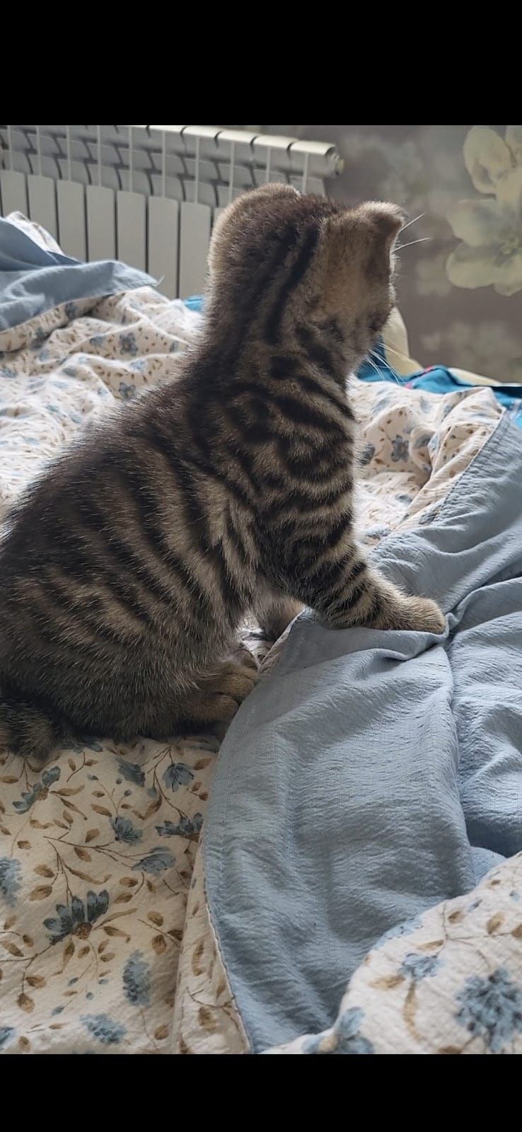 Котенок чистокровная  британка