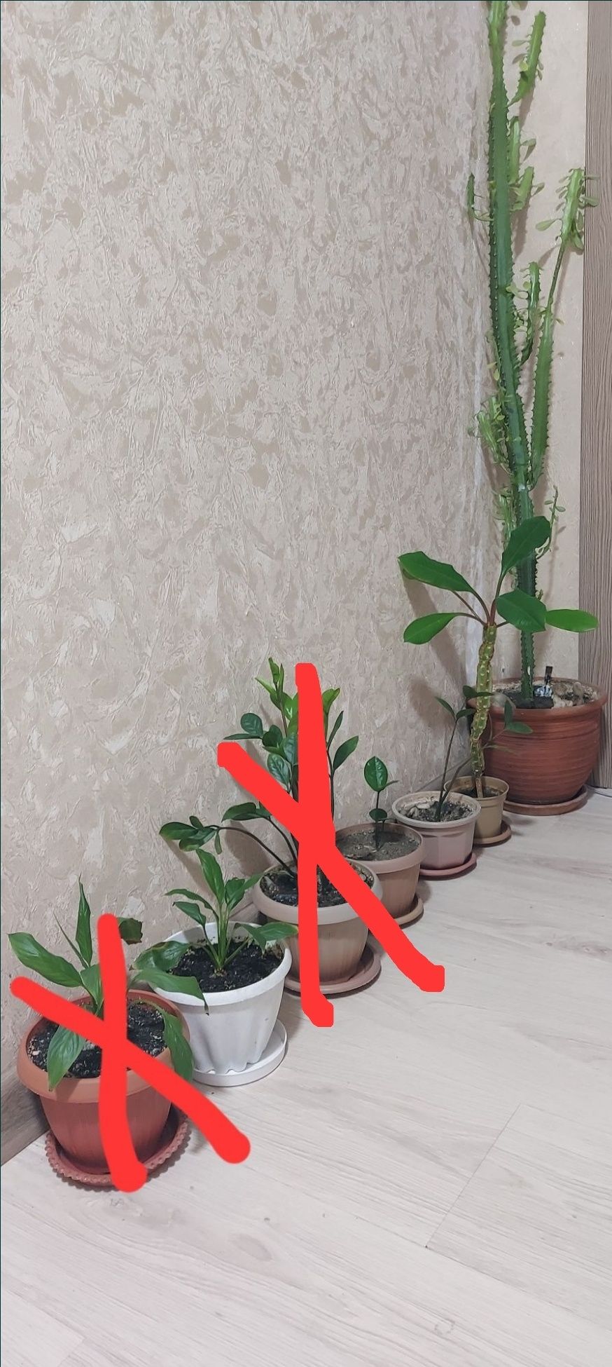 Продам комнатные цветы