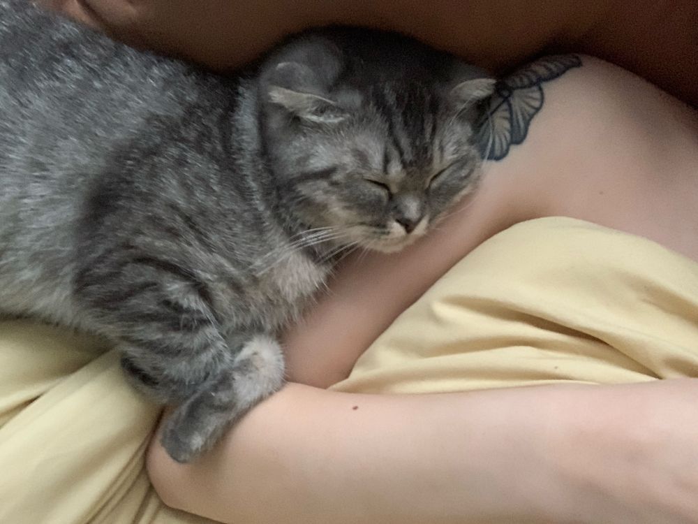 Отдадим кошку в добрые руки