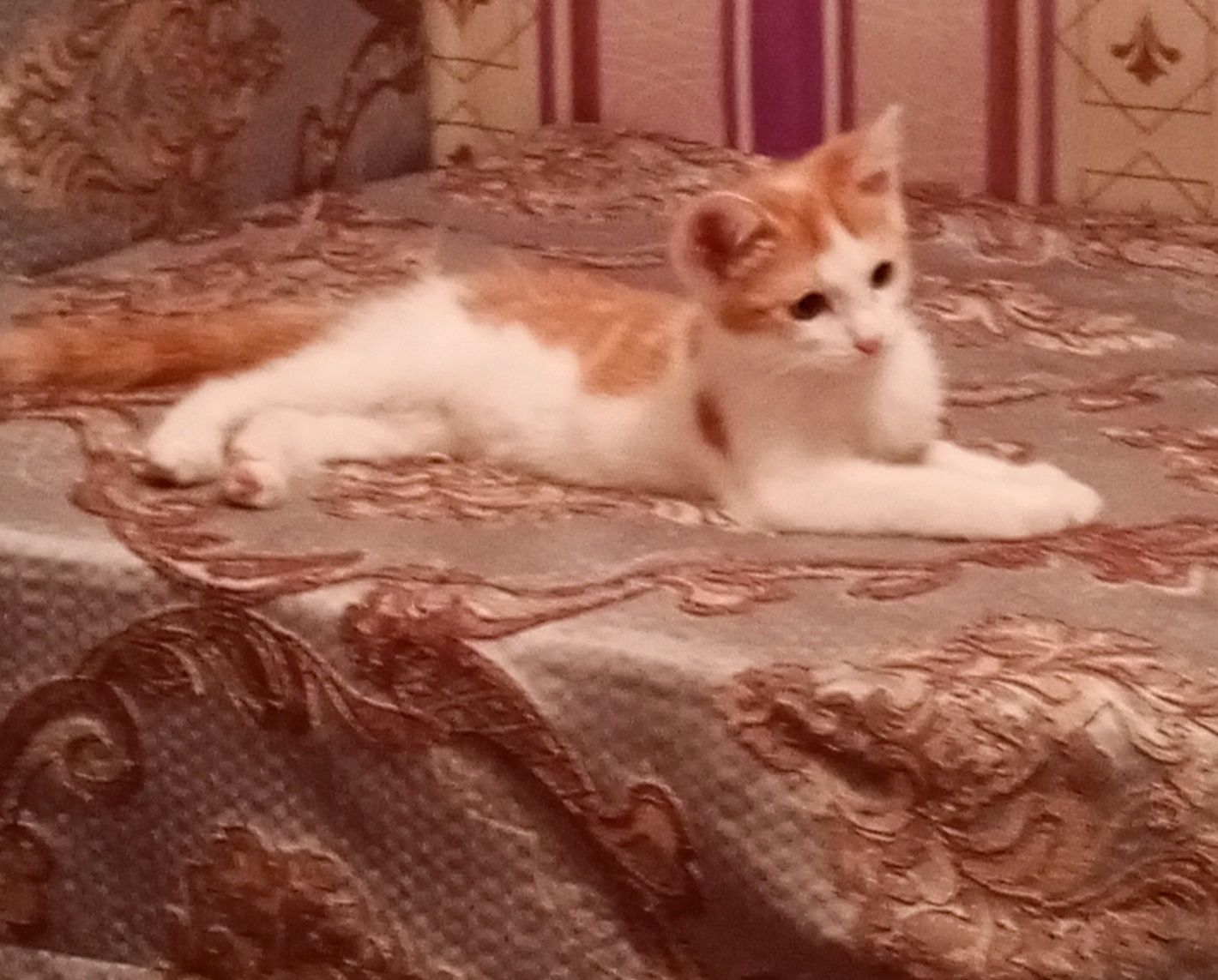 Пристраивается котик