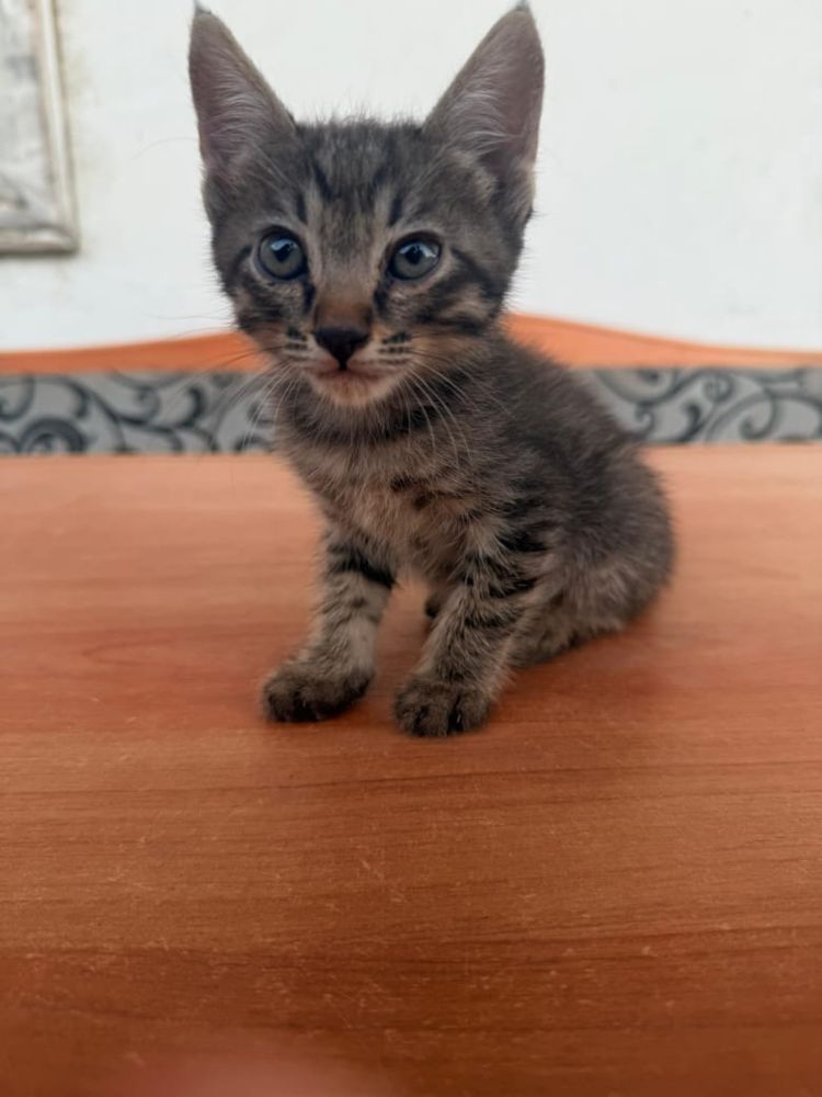 Котята 3 мальчика 1 девочка