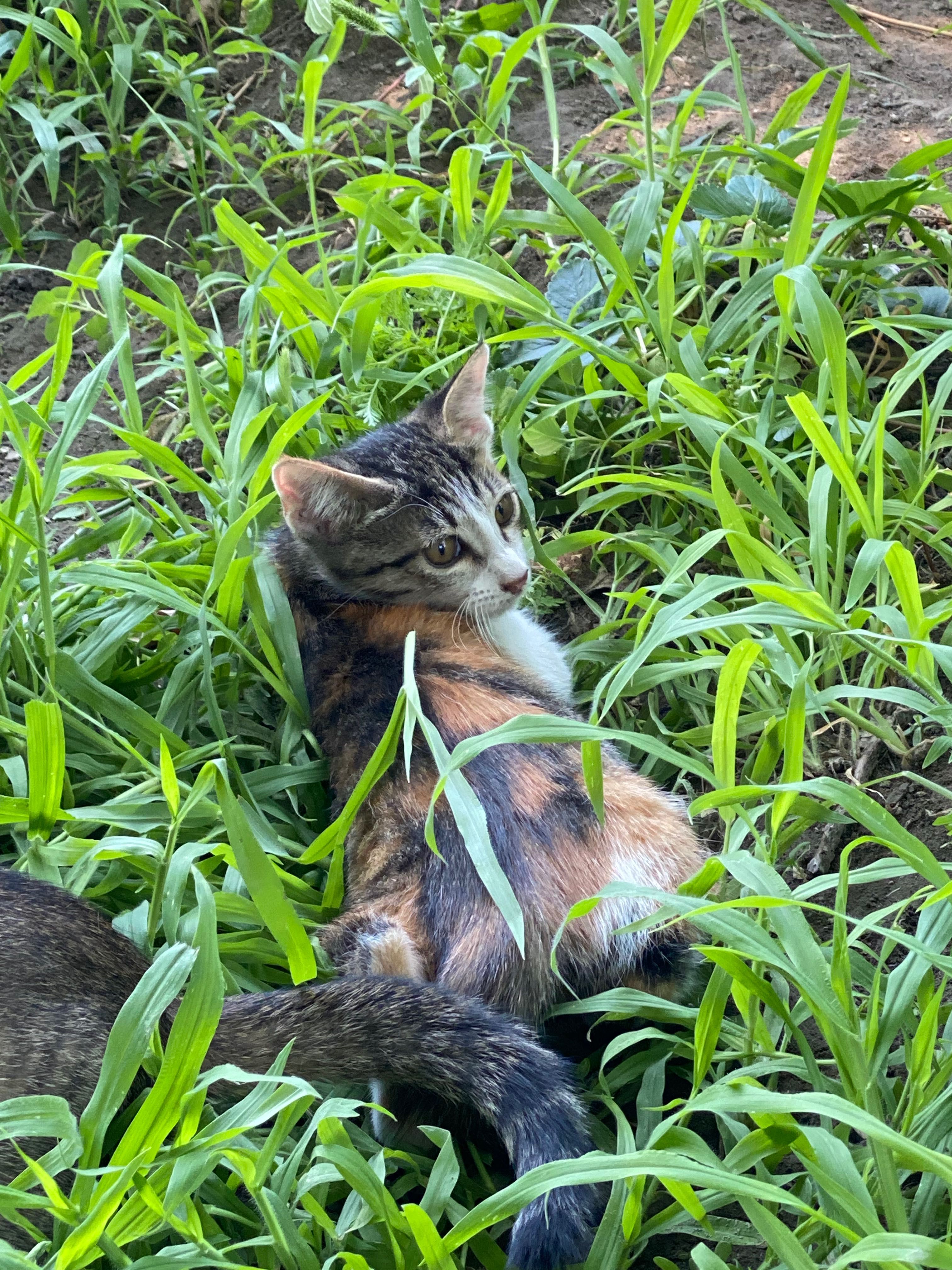 Котят в добрые заботливые руки