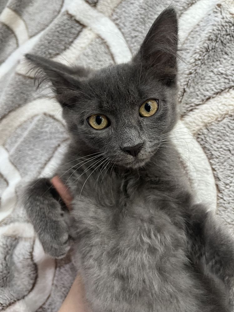 Котенок в добрые руки