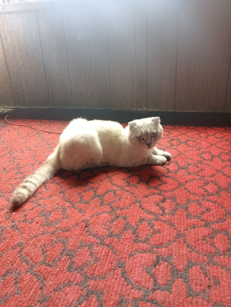 Кот в хорошие руки