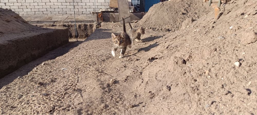 Котята в добрые руки