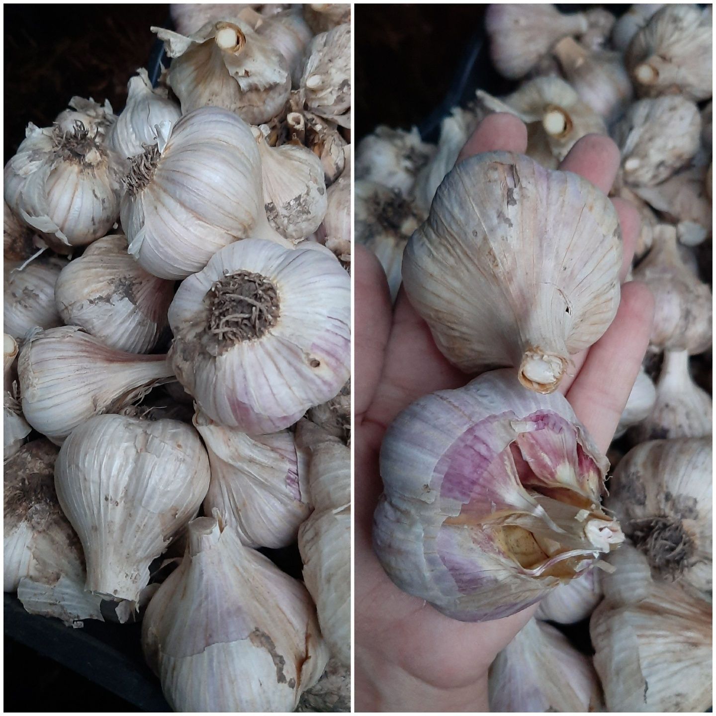 Продам домашний чеснок