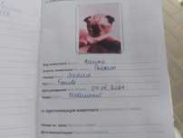 Продаю кошку от 50 до 70 тенге