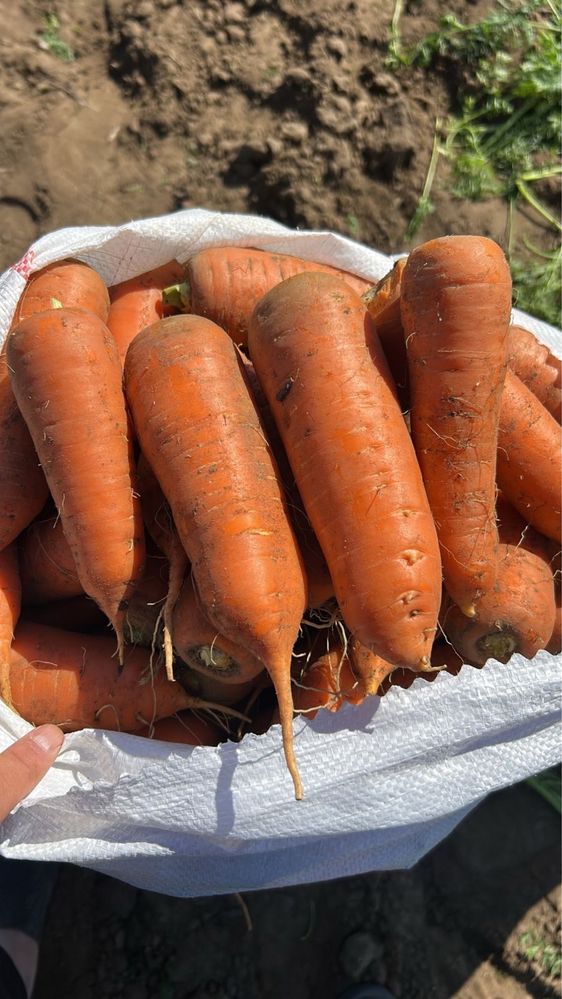 Продам картофель картошка урожай 2025 года