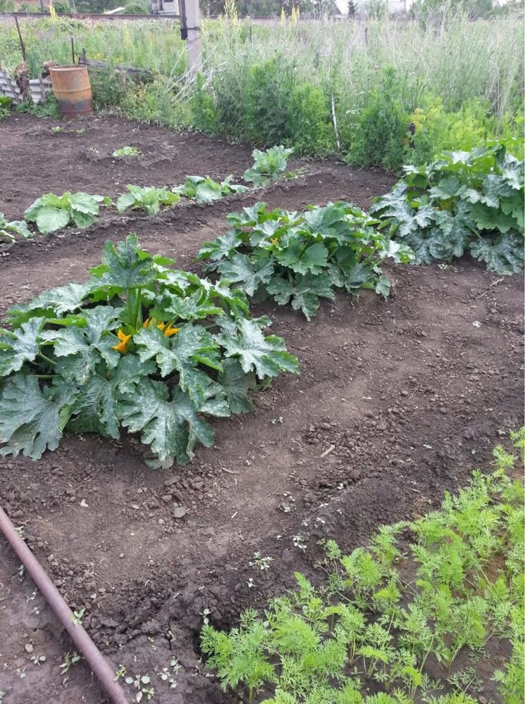 Срочно продам  дачу в районе между Аэропортом и опытным полем!
