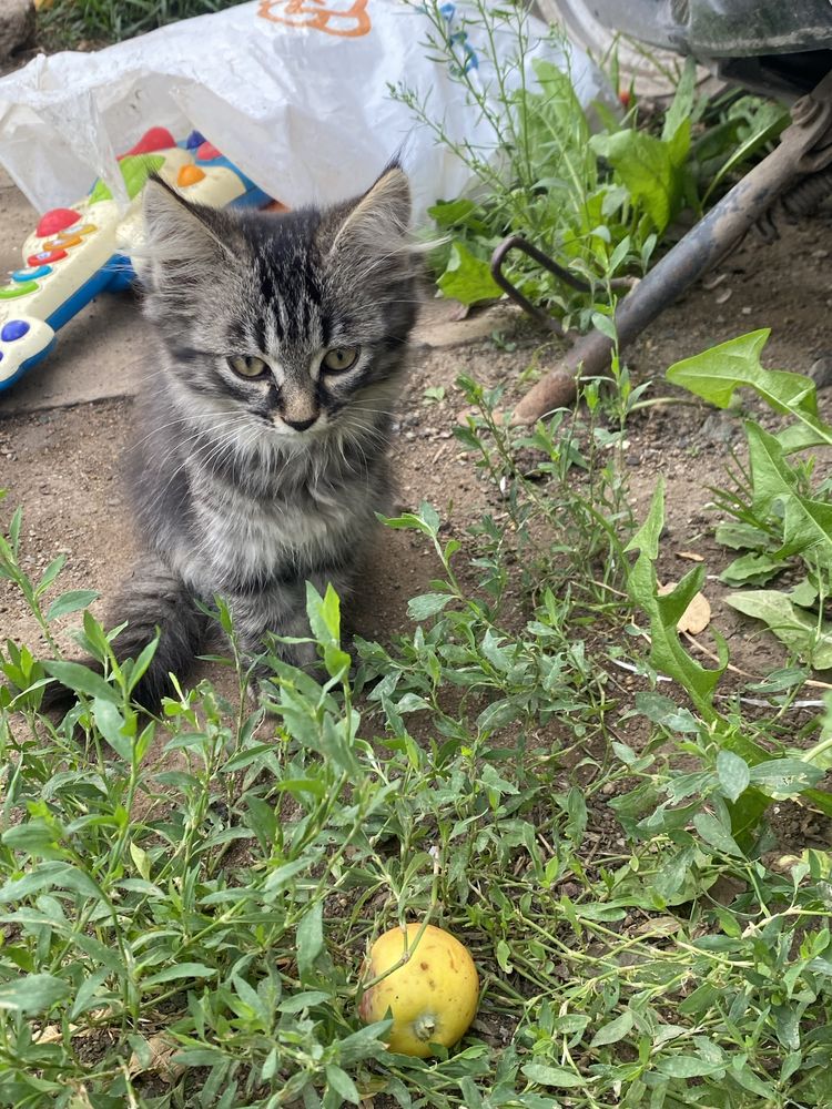 Отдам котят в добрые руки
