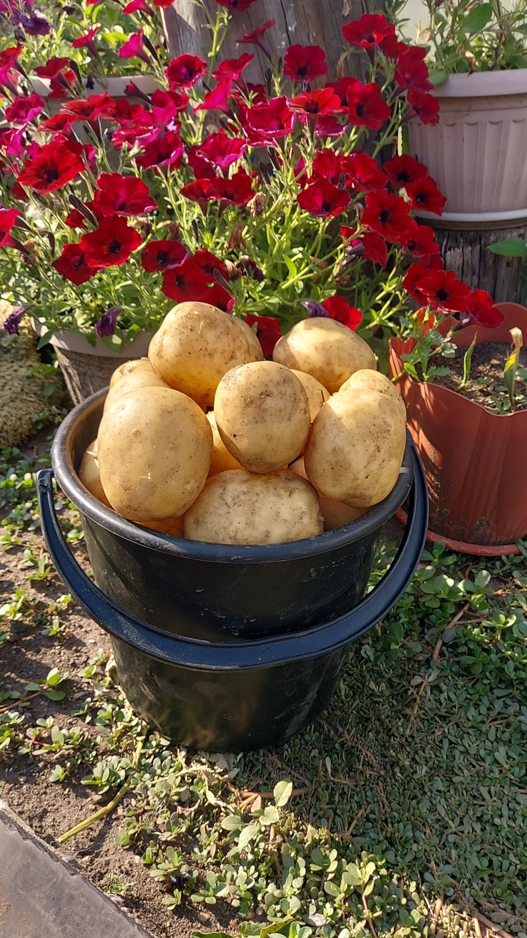 Продам картошку свежую , доставка по городу