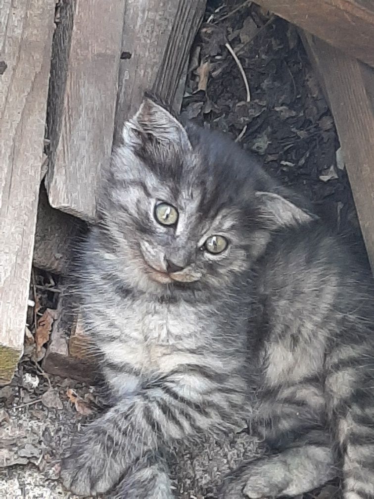 Котята в хорошие руки