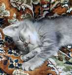 котенок бесплатно