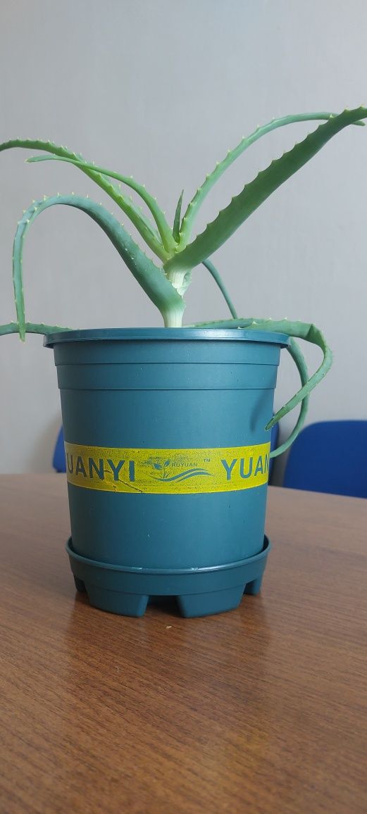 Продам Алоэ  алоэ алоэ