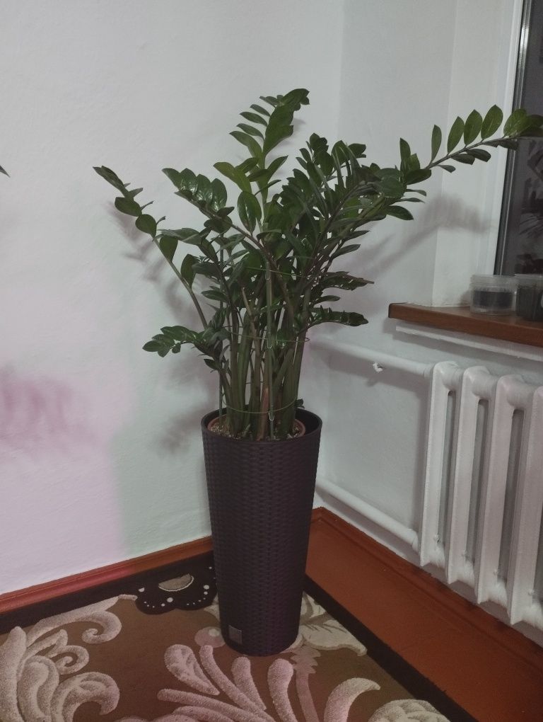 Продам замиокулькас (Долларовое дерево). Высота с горшком- 180 см
