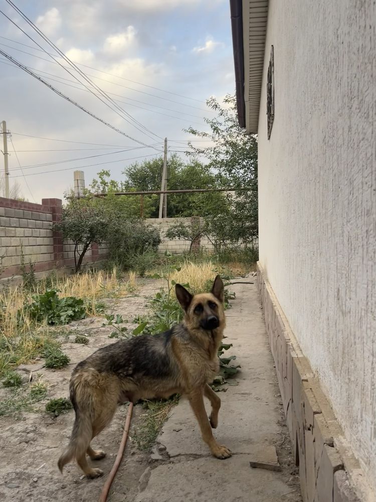 Бельгийские овчарки