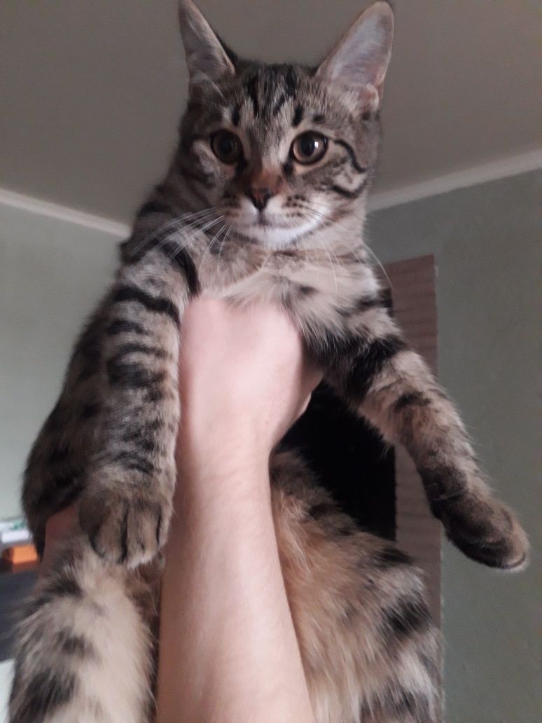 Отдадим в любящую семью