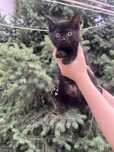 Отдаем котят в добрые руки