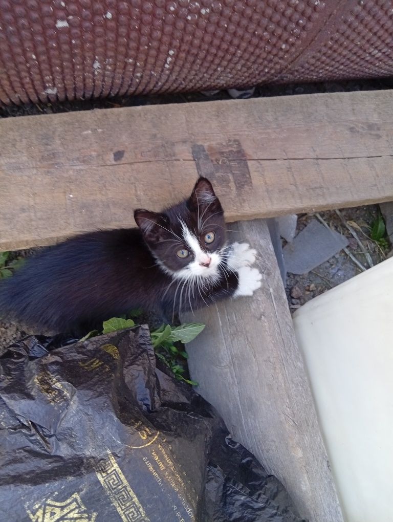 3 котята, двух месяцев. отдадим бесплатно в руки.