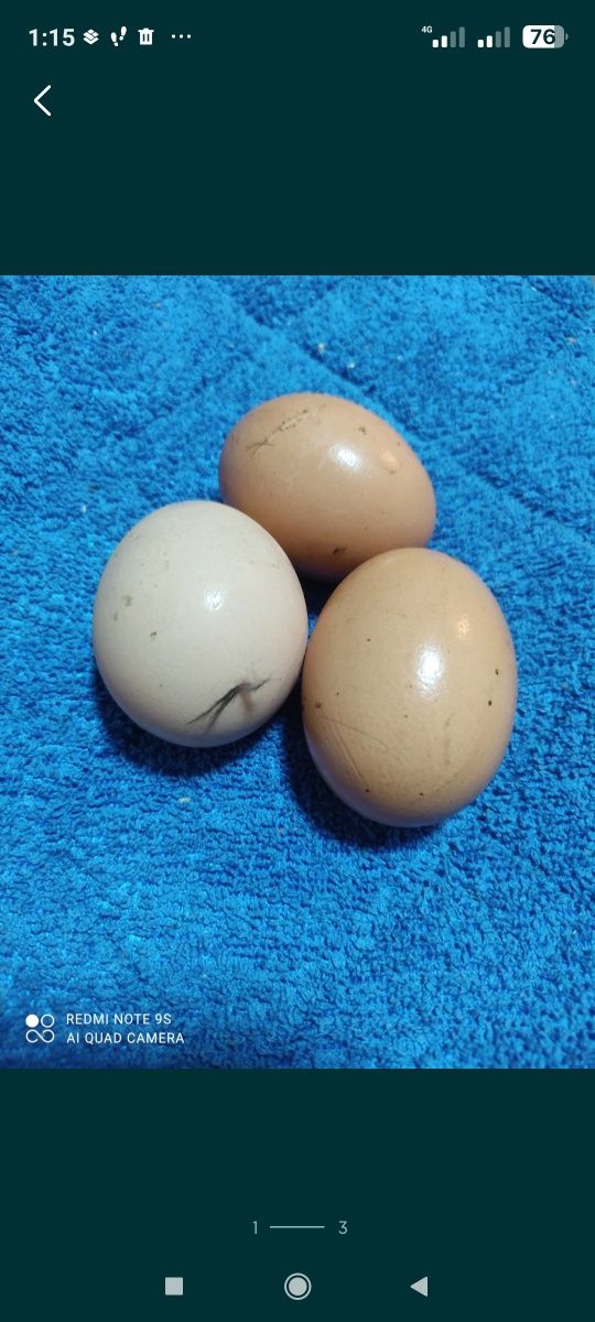 Домашние куриные яйца