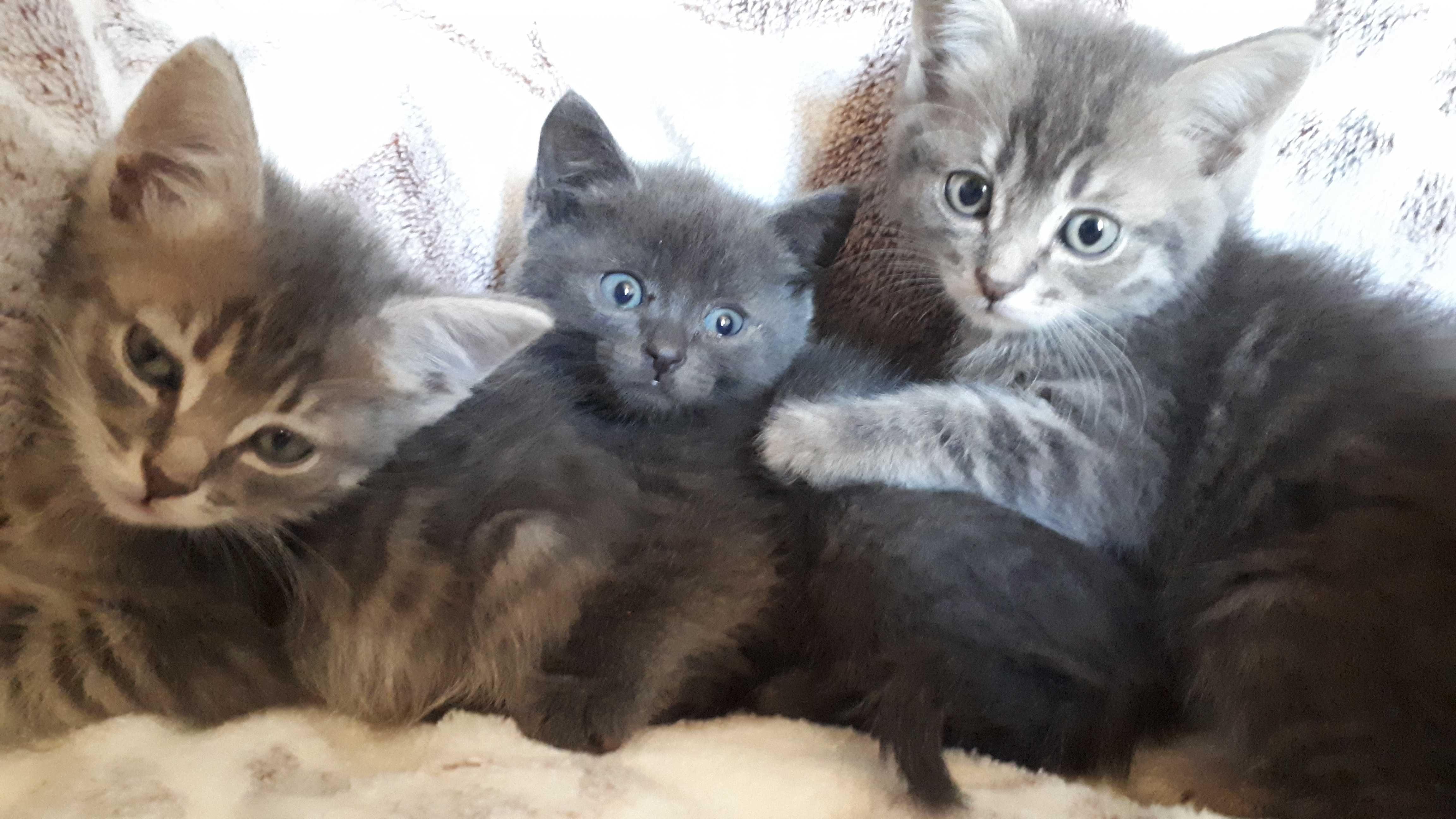 Дарю котят, к лотку приучены