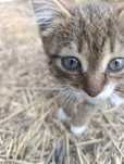 Отдам двух котят