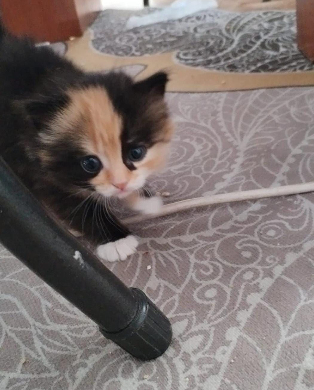 Отдам котенка  в добрые руки