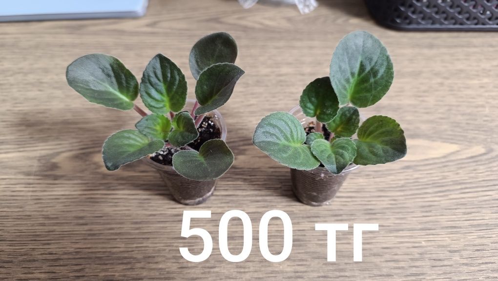 Продам Фиалку Rhapsodie Clementine