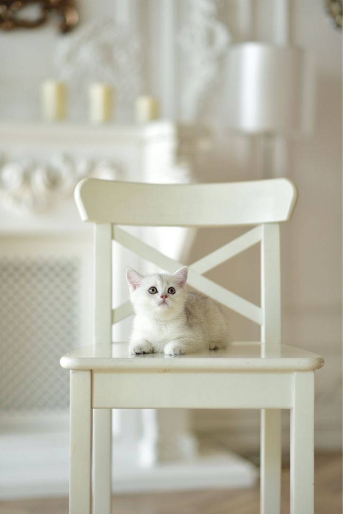 Продам британских котят
