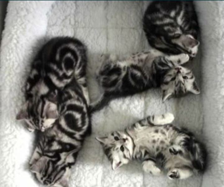 Вязка опытного кота