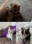 Отдам котят в добрые руки
