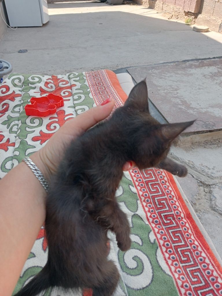 котëнок девачка чëрная